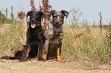 BEAUCERON - PUPPIES 006